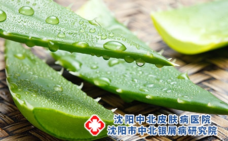 攝圖網(wǎng)_501898462_草藥清新蘆薈（企業(yè)商用）